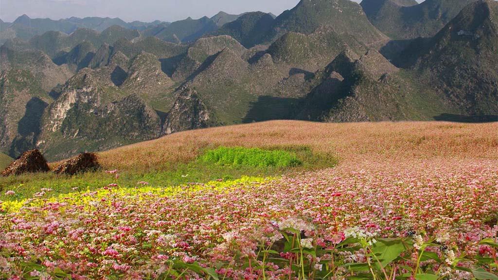 7 địa điểm ngắm hoa tam giác mạch ở Hà Giang