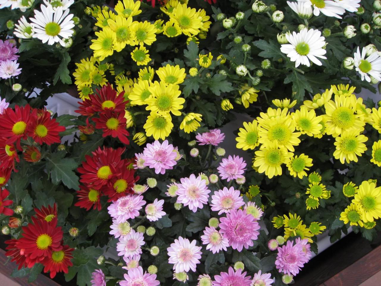 Rất nhiều loại hoa cúc với màu sắc và hình dáng khác nhau được lựa chọn để trang trí