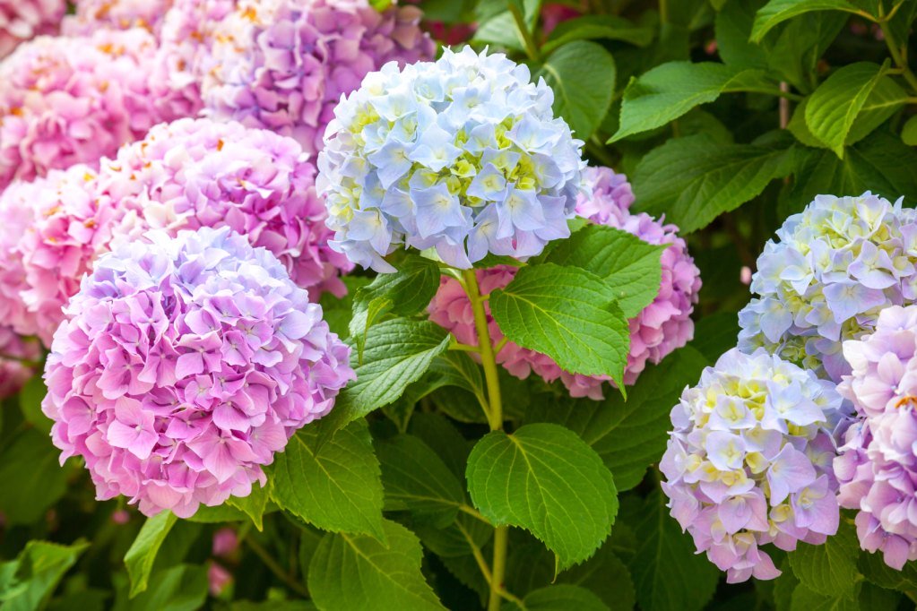 Hoa cẩm tú cầu có sắc màu tươi tắn thể hiện cho sự sang trọng và may mắn 