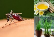 Những cách đuổi muỗi hiệu quả mà không cần dùng hóa chất