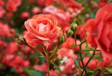 Tên các loại hoa hồng ở Việt Nam và trên Thế giới